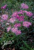 tn-Dianthus superbus 'Primadonna'